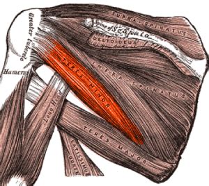 Alempi lapalihas & pieni liereälihas (m. infraspinatus & m. teres。